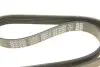 Ремінь генератора Ford Focus 1.6i 03- DAYCO 6PK1059EE (фото 5)
