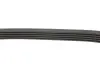 Ремінь генератора BMW 3/5 90-00 / Ford Focus 2.5 05-12 DAYCO 5PK890 (фото 2)