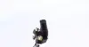 Датчик положення колінвалу Audi A3/TT/VW Beetle/Jetta III-IV/New Beetle 2.5 05- MEYLE 1148990006 (фото 3)