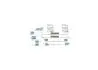 Установчий к-кт. гальм. колод. MAZDA 323 -98 BOSCH 1987475123 (фото 2)
