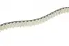 Комплект ГРМ Land Rover Discovery/Range Rover 3.0 TD 09- (20x80z) HEPU 20-2073 (фото 4)
